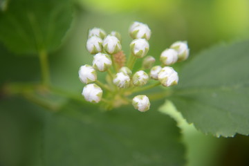  raspberry blossom