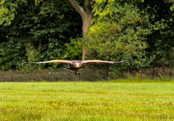 UK - Harris Hawk in Flight at low level