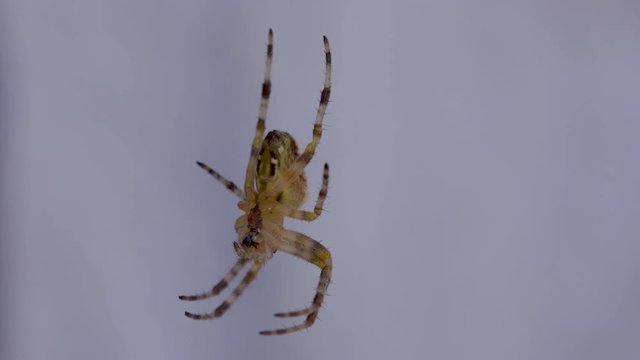 A macro shot of araneus diadematus  or European garden spider, sometimes also called the pumpkin spider. Bottom view of the spider.