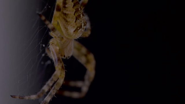 A macro shot of araneus diadematus  or European garden spider, sometimes also called the pumpkin spider. Hanging in it's web.