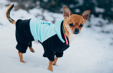 dog on the beach, dog, chihuahua