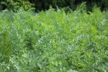 the leaves of the carrots in the garden in the summer