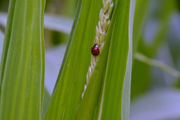 Mehrpunkt Marienkäfer in einem Getreidefeld