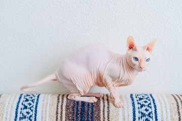 Hairless cat Don Sphynx breed with pink naked skin and blue eyes at home.