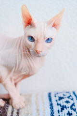 Hairless cat Don Sphynx breed with pink naked skin and blue eyes at home.