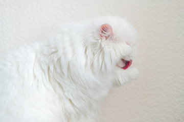 White furry persian cat washes his flat face