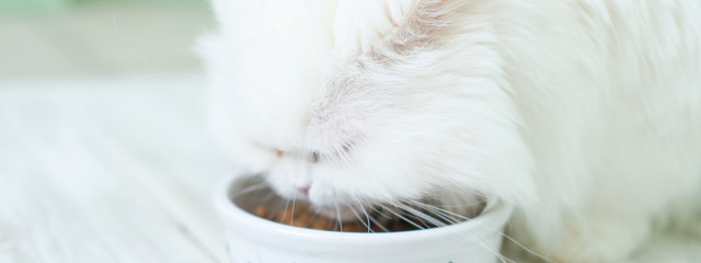 White furry persian cat with flat face eats dry cats food from round bowl on wooden floor
