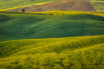 Fototapeta premium Fantastic sunny spring field in Italy, tuscany landscape morning foggy famous Cypress trees