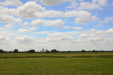 Fototapeta premium sky wind blowing trees on the rice field 