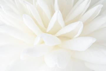 Fototapeta na wymiar closeup of flower