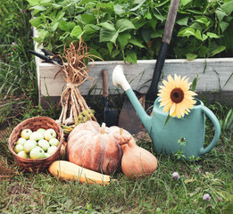 Rich Harvest in the Garden of the high beds and Garden Tools (Pumpkin, Apples, Onions, Garlic, Carrots, cucumbers)