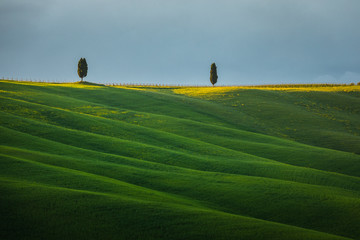 Fantastic sunny spring field in Italy, tuscany landscape morning foggy famous Cypress trees