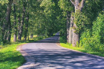 Road in the oak alley in summer