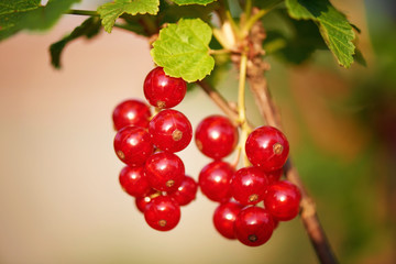 Closeup of homegrown Red currant Freshly natural red currant growing on a branch