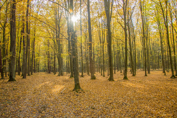 Sun in the autumn forest