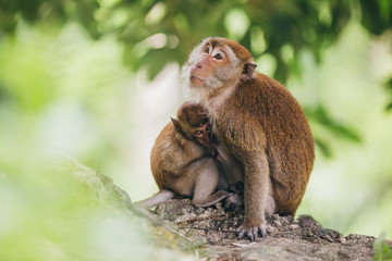 Mother macaque feeding it's baby in the jungle, Thailand.