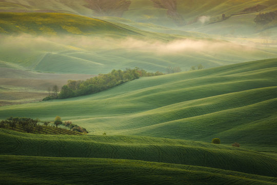 Fototapeta Fantastic sunny spring field in Italy, tuscany landscape morning foggy famous Cypress trees