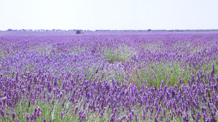 Fototapeta premium Beautiful lavender fields in La Alcarria, Guadalajara, Spain