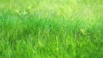 Photo background macro green fresh grass