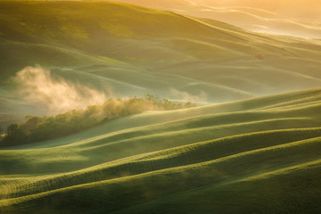 Obraz premium Fantastic sunny spring field in Italy, tuscany landscape morning foggy famous Cypress trees