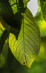 Blatt im Gegenlicht am Nachmittag