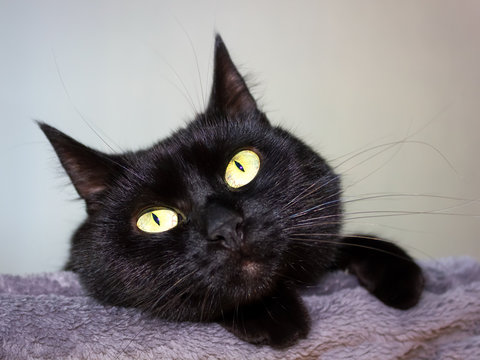 cute black cat on a gray rug