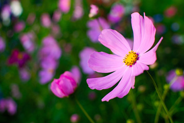 Cosmos flower heads, annual flower Astra Cosmea.