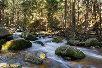 Rocky mountain stream and gum trees in background.