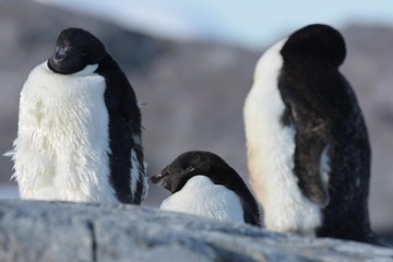 Obraz premium manchot adélie antarctique