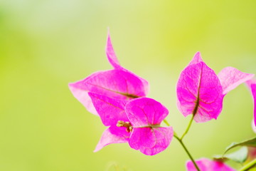 HOJAS DE COLOR VIOLETA CON FONDO DE COLOR, hermoso, morada, violacea, flor, naturaleza, rosa