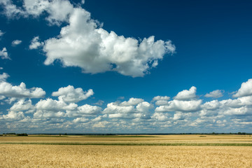 Field with grain and clouds on a blue sky