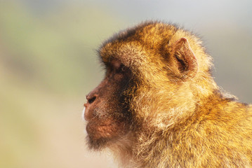 Testa di scimmia di profilo
