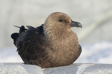 labbe en péninsule antarctique