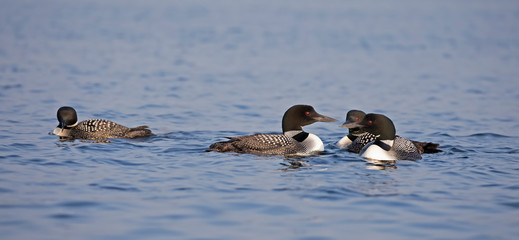 Common Loons (Gavia immer) swimming on a reflective lake in Ontario, Canada