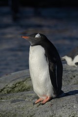 Manchot Papou Antarctique