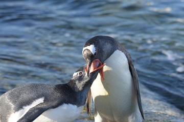 nourrissage jeune manchot papou 