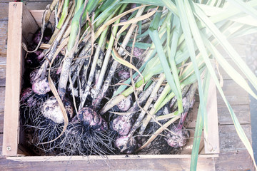 Ripe Dug Garlic Autumn Harvest Vegetable Garlic on Wooden Box Horizontal Toned Harvest Concept