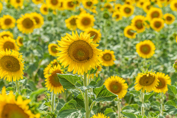 Field of blooming sunflowers near Valensole