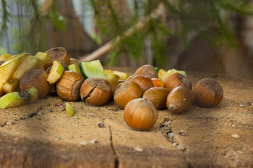 nuts health food nature brown squirrel forest