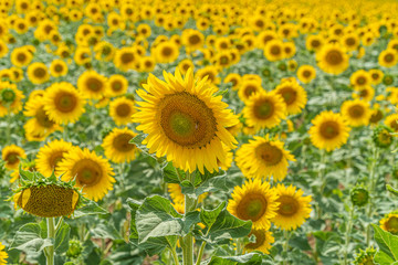 Field of blooming sunflowers near Valensole