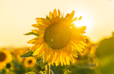 Field of blooming sunflowers on a background sunset in Valensole