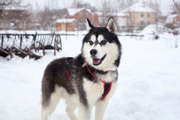 One beautiful Siberian Husky with pink tongue on white snow background closeup, black furry Alaskan Malamute with red harness on winter season nature landscape, cute northern sled dog outdoor portrait