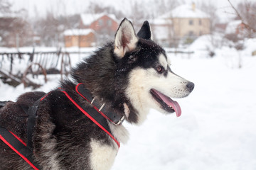 One beautiful Siberian Husky with pink tongue on white snow background close up, black furry Alaskan Malamute with red harness on winter season nature landscape, northern sled dog portrait, side view
