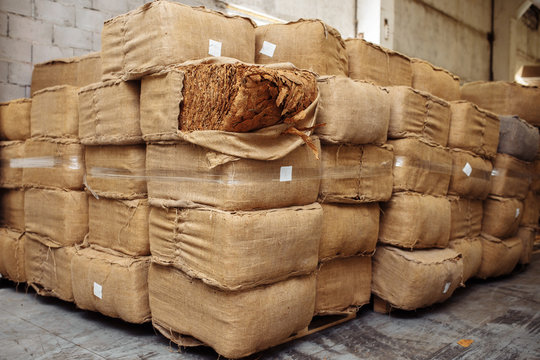Photo of dried tobacco leaves in cloth sack for cigarette industry.