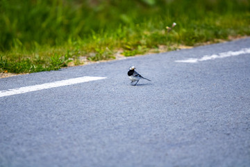 The open park with a small meadow; On a front background several birds, whose coloring merge with a...