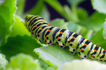 Caterpillar of the Machaon crawling on green leaves, close-up
