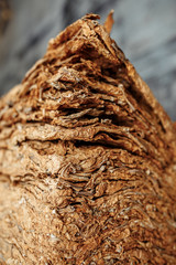 Photo of dried tobacco leaves for cigarette industry.
