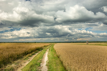 Fototapeta na wymiar Road through fields and clouds