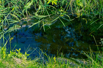 stream in the forest - The close picture of the small river where the grass and other plants sprouts.