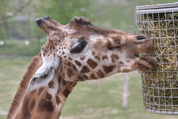 Giraffe eating hay close up